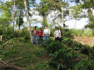 Perú participa en proyecto mundial de adaptación de variedades de café