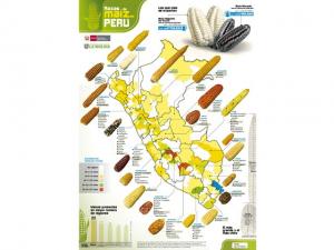 PERÚ POSEE  MÁS DE 50 VARIEDADES DE MAÍZ