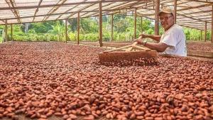 Perú produciría 170 mil toneladas de cacao este año