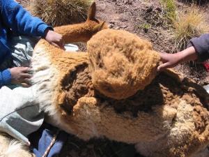 PERÚ PRODUCIRÍA 6.200 KILOS DE FIBRA DE VICUÑA ESTE AÑO