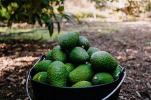 Perú produjo 642.982 toneladas de palta en 2020, mostrando un incremento de 19.48%