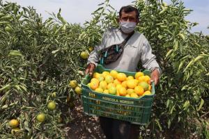 Perú proyecta exportar 300 mil toneladas de cítricos en la campaña de este año