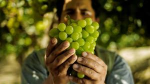 Perú recuperará sus volúmenes de producción de uva de mesa