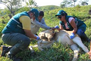 Perú refuerza medidas sanitarias ante nuevo caso de fiebre aftosa en Colombia