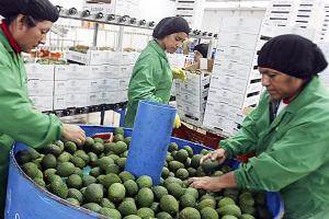 Perú se convertiría en el segundo exportador mundial de palta este año