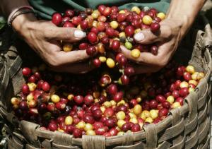 PERÚ SUPERARÁ LOS 6,2 MILLONES DE QUINTALES DE CAFÉ EN 2011