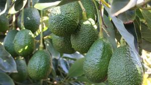 Perú ya cuenta con 32.000 hectáreas dedicadas a la palta Hass