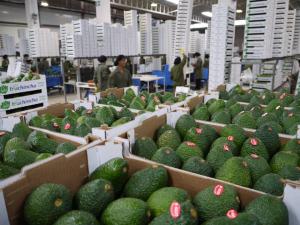 PERÚ YA PUEDE EXPORTAR PALTA HASS A CHINA