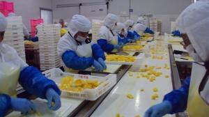 Phoenix Foods eleva capacidad de planta y mira más mercados