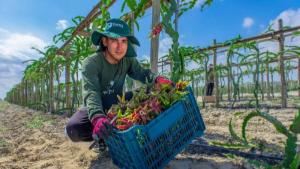 Pitahayas Manada del Perú proveerá de un millón de esquejes a R Coorp para su tercera y cuarta etapa de cultivos