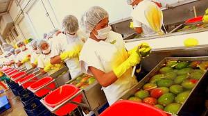 PIURA: CLIMA Y ESCASEZ DE AGUA RETRASAN ENVÍOS DE MANGOS