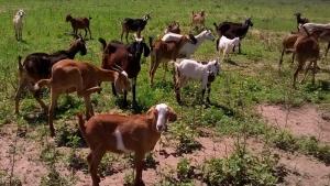 Piura cuenta con 326.717 cabezas de ganado caprino al año 2025