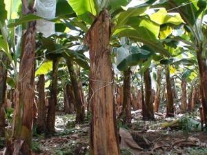 PIURA: EJECUTARÁN PROYECTO FITOSANITARIO PARA CONTROLAR MANCHA ROJA EN BANANO 