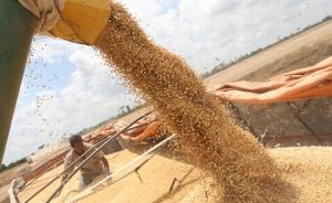 PIURA: INCREMENTARON EN 387 HAS  DE SOYA DURANTE CAMPAÑA 2012-2013