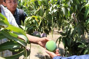 Piura: productores advierten retraso en inicio de la campaña de mango 2023/2024 del valle de San Lorenzo