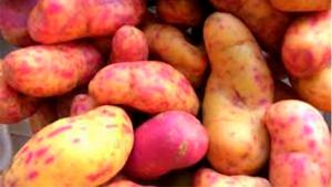 Piura: Siembra de Tubérculos supera las 2.600 hectáreas en la campaña agrícola 2025–2026