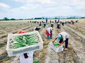 POR AÑO, PERÚ SIEMBRA 1.000 HAS DE ESPÁRRAGO NUEVAS Y REEMPLAZA OTRAS 1.000 HAS