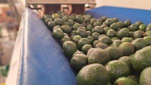 ¿Por qué la palta peruana ha disminuido su calibre?