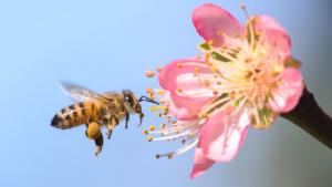 ¿Por qué sería una catástrofe que desaparecieran las abejas y qué puedes hacer tú para evitarlo?