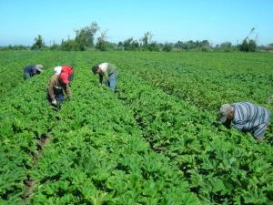  POTENCIALMENTE, EL PRINCIPAL PROBLEMA DE PERÚ SERÍA LA MANO DE OBRA