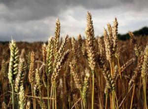 PRECIOS DE ALIMENTOS SUBEN 2% POR CONDICIONES CLIMÁTICAS