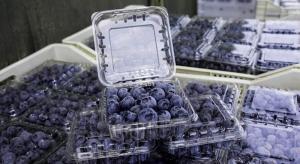 Precios del arándano a la baja y la situación parece que no mejorará