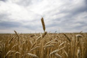 Precios internacionales de los alimentos caen en marzo por décimo segundo mes consecutivo