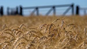 Precios mundiales de los alimentos vuelven a caer en agosto ante una mayor oferta