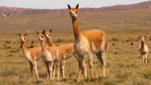 Presentan proyectos de ley para fortalecer a las comunidades campesinas en el aprovechamiento sostenible de las vicuñas, guanacos y sus híbridos