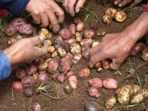 PRESENTARÁN NUEVAS TECNOLOGÍAS PARA MEJORAR PRODUCCIÓN DEL CULTIVO DE PAPA