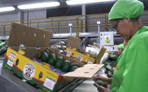 Primer embarque de palta Hass del Cusco llegará a China en 35 días