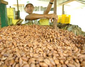 PRIMER LABORATORIO CIENTÍFICO DE CACAO EN SAN MARTÍN