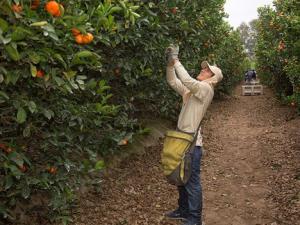 ProCitrus: Perú exportaría 270 mil toneladas de cítricos en la campaña 2023, lo que representaría un aumento de 4.24%