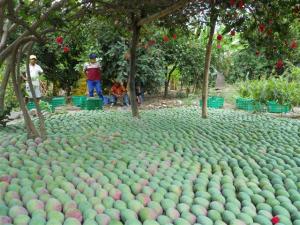 Producción agropecuaria creció 0.82% en el primer bimestre del año