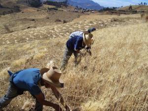 PRODUCCIÓN AGROPECUARIA CRECIÓ 3.1% EN AGOSTO DE ESTE AÑO