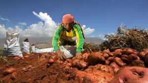 PRODUCCIÓN AGROPECUARIA DISMINUYÓ 1.56% EN JULIO DEL 2013