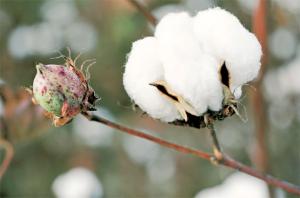 PRODUCCIÓN ALGODONERA DE ICA SE INCREMENTARÍA 30% 