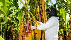 Producción de banano de Perú alcanzó las 2.414.382 toneladas en 2023