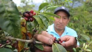 Producción de café aporta directamente a la economía de 230.000 familias peruanas