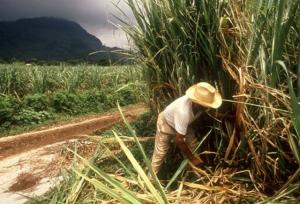 PRODUCCIÓN DE CAÑA DE AZÚCAR CRECERÍA 1,6%