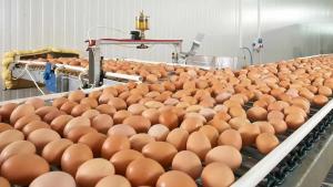 Producción de huevos en Perú alcanzó las 442.500 toneladas en 2025