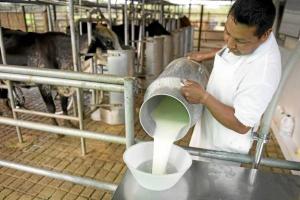 PRODUCCIÓN DE LECHE EN PERÚ CRECIÓ MÁS DE 100% ENTRE EL 2000 Y 2015