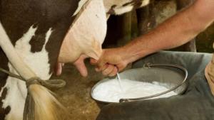 Producción de leche fresca de Perú alcanzó las 2.2 millones de toneladas en 2023