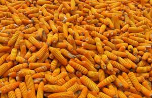 PRODUCCIÓN DE MAÍZ AMARILLO DURO CRECIÓ 36.4%