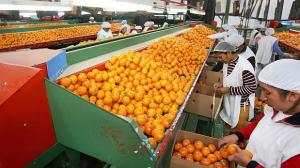 PRODUCCIÓN DE MANDARINAS CRECERÍA EN CAMPAÑA 2016