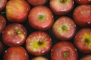 Producción de manzana de la Unión Europea alcanzaría los 12 millones de toneladas en la campaña 2023/2024