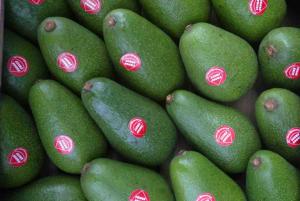 PRODUCCIÓN DE PALTA SE INCREMENTÓ EN 16% Y ALCANZÓ 336 MIL TONELADAS