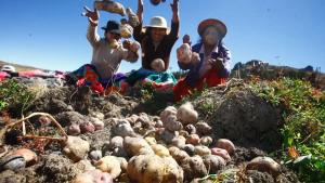 “Producción de papa alcanzó récords históricos en abril e impulsó el agro”