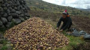 Producción de papa creció en 9.2% durante julio del presente año