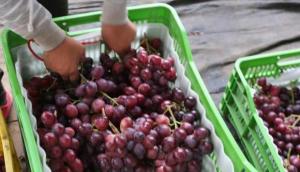 Producción de uva de mesa de Perú crecería 11.4% este año